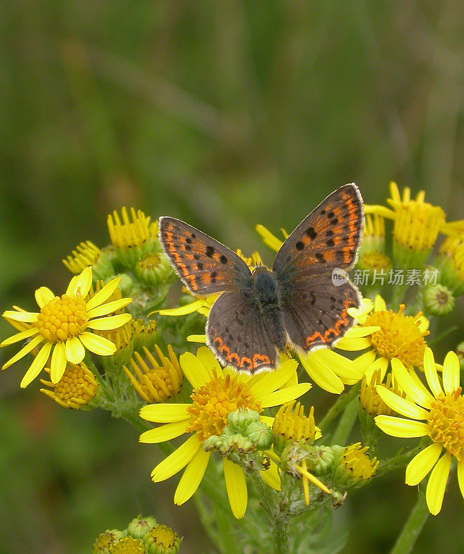 灰铜蝶(Lycaena tityrus)雌性